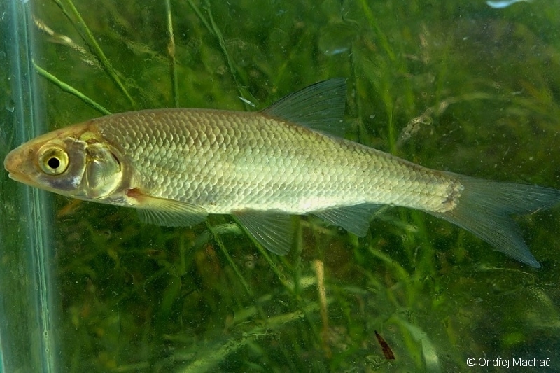 Leuciscus leuciscus jelec proudník Cyprinidae kaprovití Natura